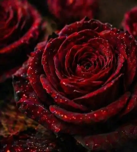 Dunkle rote Rosen als Inspiration für die luxuriöse Duftwelt von Midnight Rose Reverie von Mia Soléa.