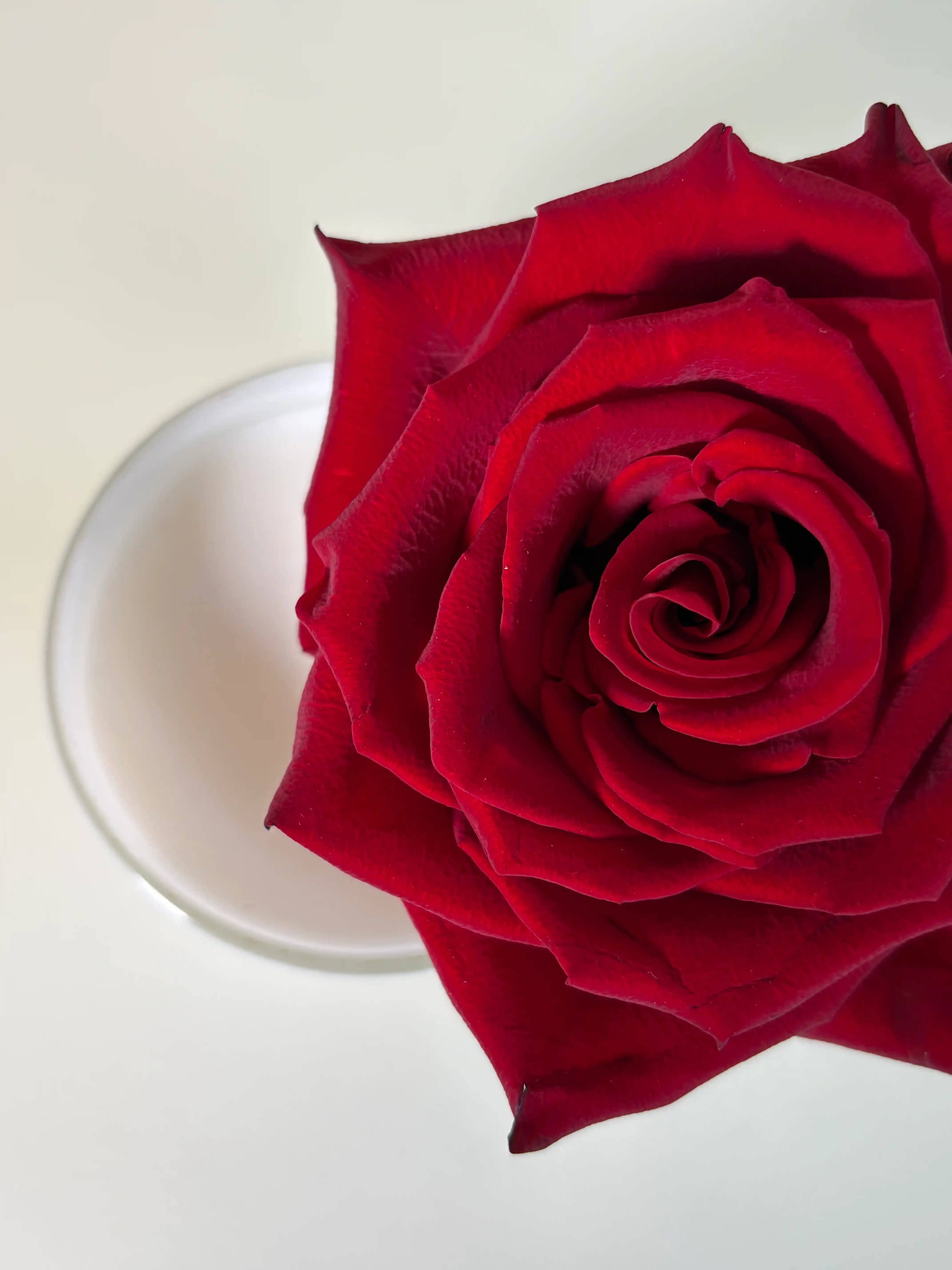 Luxuriöse Midnight Rose Reverie Duftkerze von Mia Soléa. Inspiriert von dunklen Rosen, warmen Hölzern und ruhigen Abendritualen.